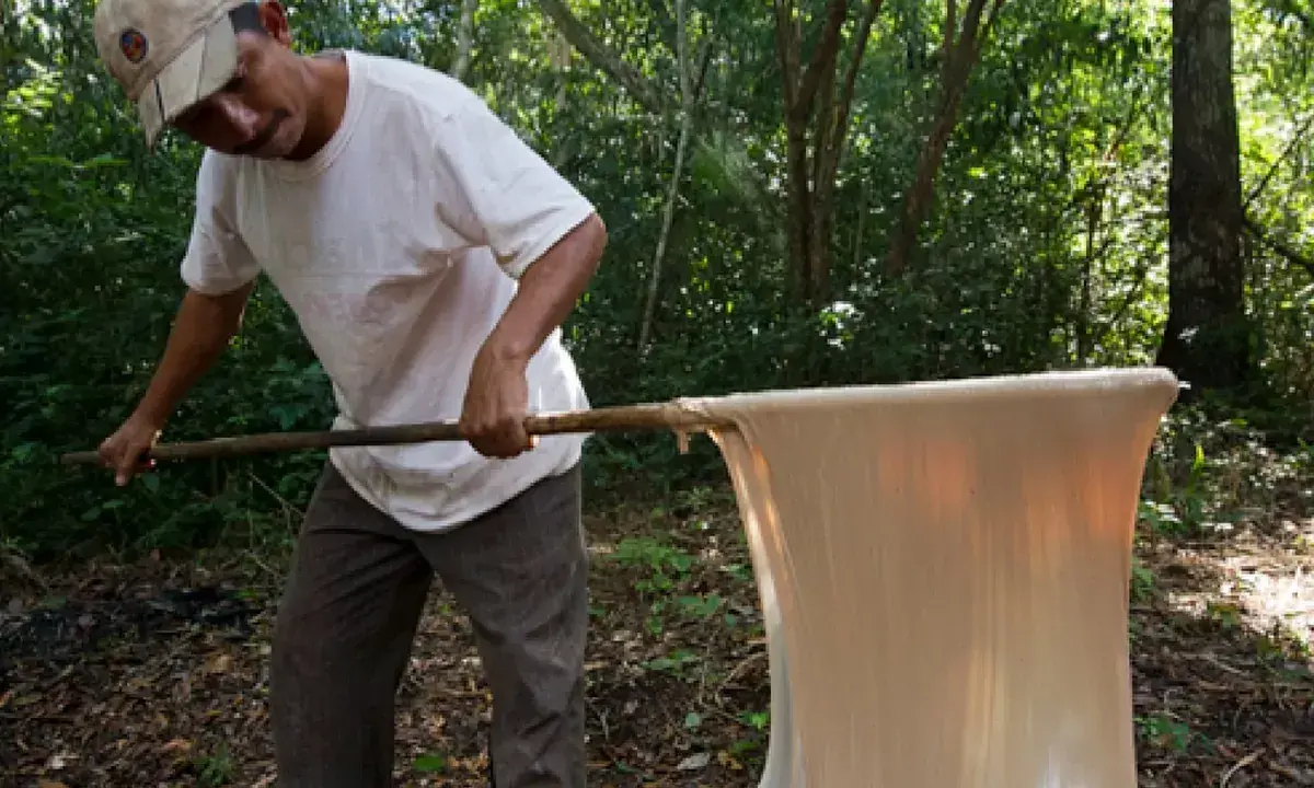 Hombre en el bosque procesando látex, quizás el inicio de quien inventó el chicle.