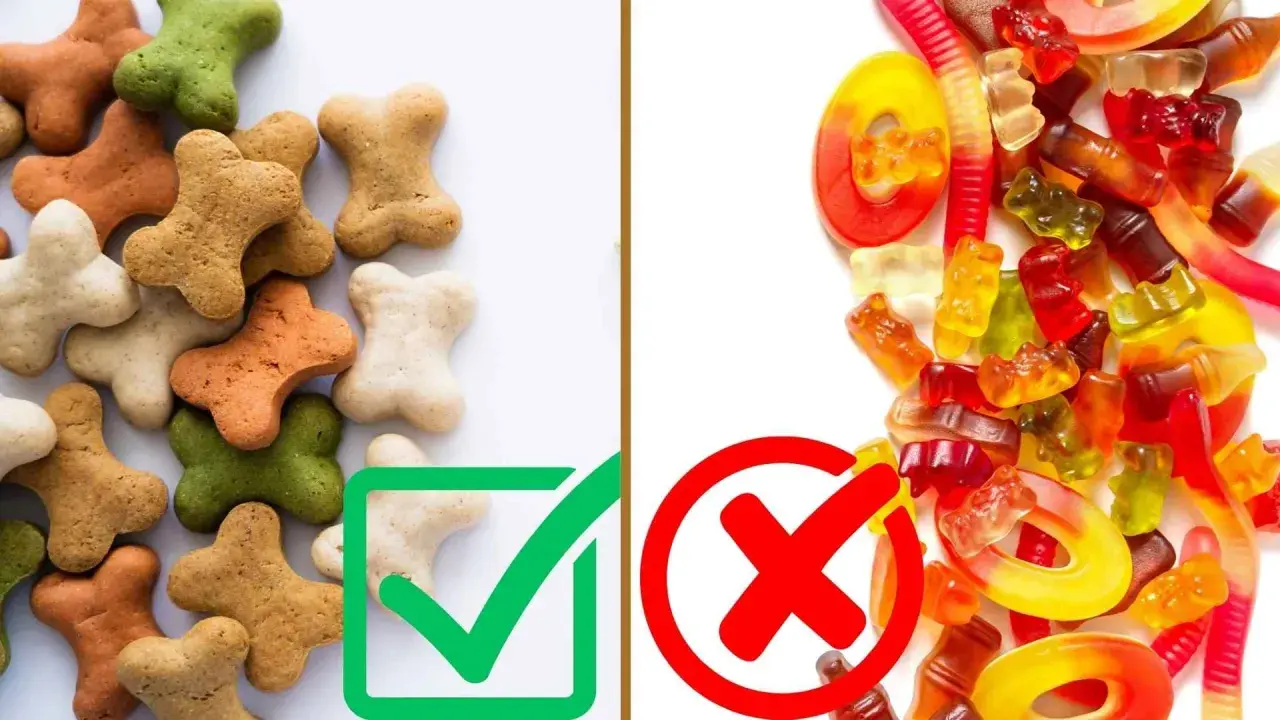 Galletas con forma de hueso, algunas verdes, son golosinas saludables. Dulces de goma y gusanos, prohibidos.