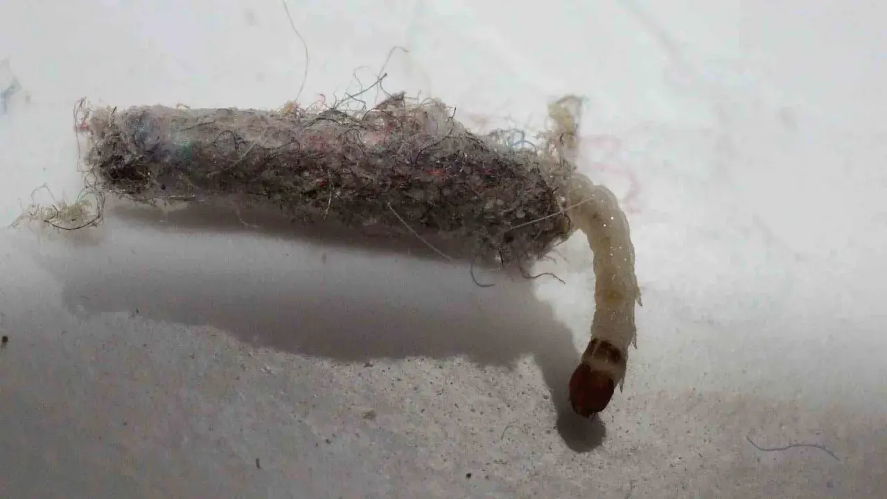Un gusano con un capullo de pelusa y hilos. Se pregunta de que estan hechos los gusanitos, y este parece estar hecho de restos textiles.