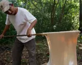 Hombre en el bosque procesando látex, quizás el inicio de quien inventó el chicle.