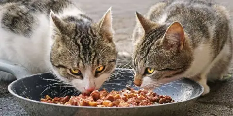 Dos gatos atigrados disfrutan de un festín de comida húmeda en un plato. ¡Qué bien que les gusten las chuches animal!