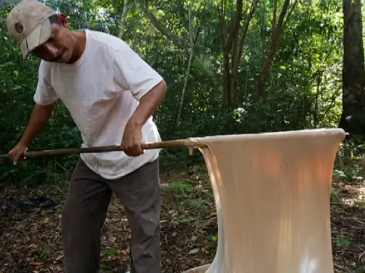 Hombre en el bosque procesando látex, quizás el inicio de quien inventó el chicle.