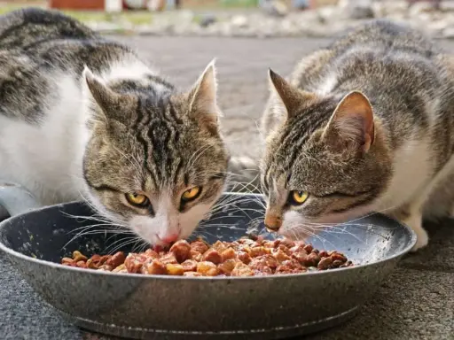 Dos gatos atigrados disfrutan de un festín de comida húmeda en un plato. ¡Qué bien que les gusten las chuches animal!
