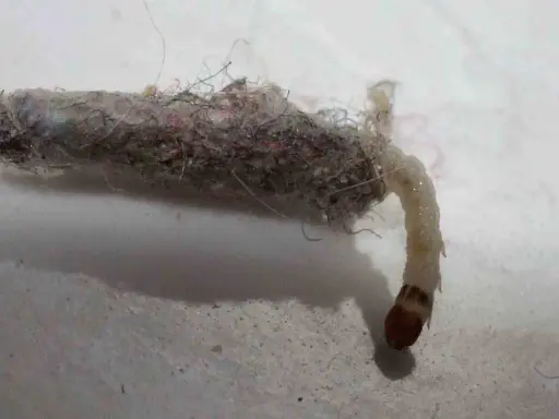Un gusano con un capullo de pelusa y hilos. Se pregunta de que estan hechos los gusanitos, y este parece estar hecho de restos textiles.
