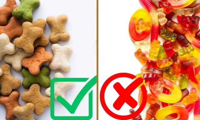 Galletas con forma de hueso, algunas verdes, son golosinas saludables. Dulces de goma y gusanos, prohibidos.