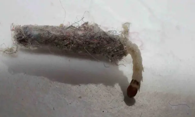 Un gusano con un capullo de pelusa y hilos. Se pregunta de que estan hechos los gusanitos, y este parece estar hecho de restos textiles.