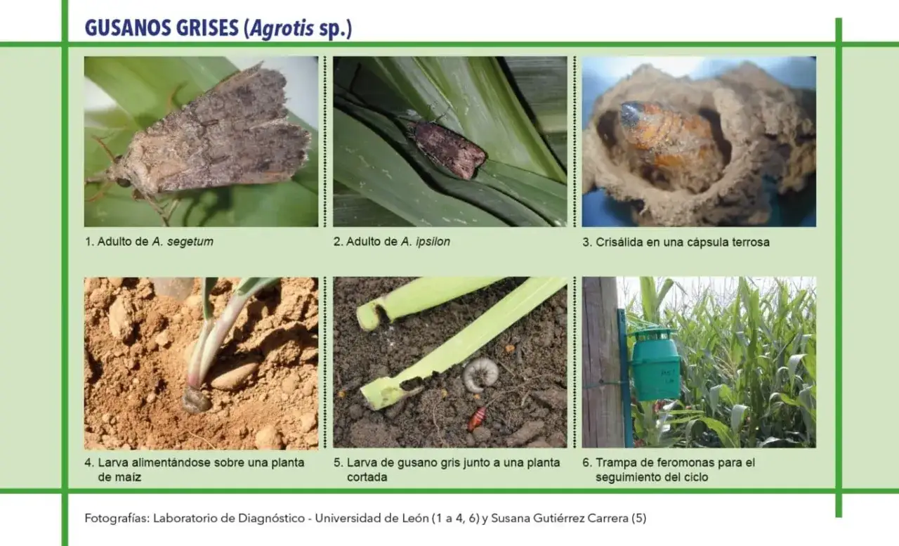 Gusanos grises: adultos, crisálida terrosa y larvas que se alimentan de plantas de maíz. Descubre de qué están hechos los gusanitos.