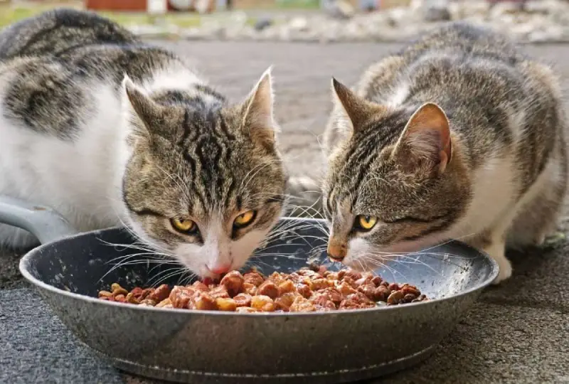 Dos gatos atigrados disfrutan de un festín de comida húmeda en un plato. ¡Qué bien que les gusten las chuches animal!